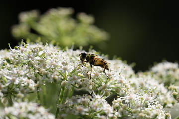 syrphe