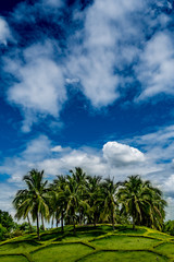 Obraz na płótnie Canvas Green Coconut trees
