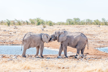 Two young African elephant bulls in a mock fight