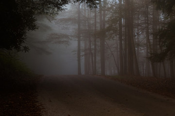 A dark and gloomy road through the trees hiding in the fog at Grandview National Park in southern West virginia.