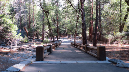 Low Bridge in Redwood Forest