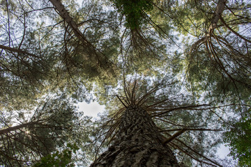 Pine forest on a sunny day bottom view