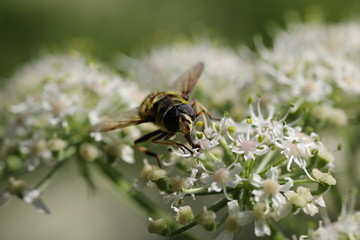 syrphe