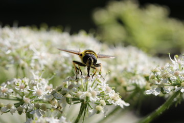syrphe