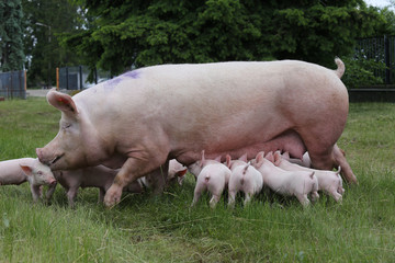  Piglets suckling from fertile sow on summer pasture