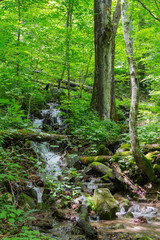 Fototapeta na wymiar A little tributary swollen by recent rains cascading down the mountainside with many little waterfalls, through the lush green foliage off the side of Glade Creek trail in southern West Virginia.