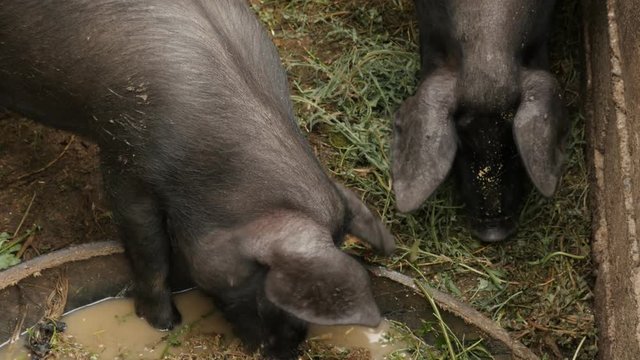 Pair of pigs in the barn close-up 4K 2160p 30fps UltraHD footage - Animals feed on the farm 3840X2160 UHD video 