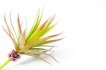 succulent on white background have copy space to write something