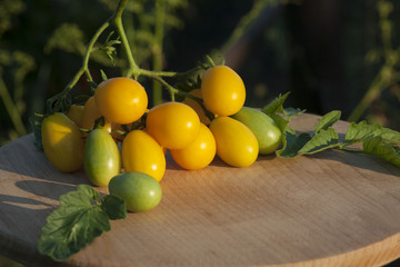 Branch of yellow tomatoes with green leaves on a kitchen wooden board. Sunset lighting
