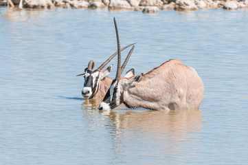 Two oryx, one with deformed horn, one wih broken horn
