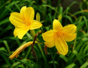 Lilie,Gartenblume,Sommerblume