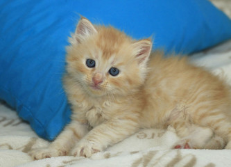 cute red kitten on blanket