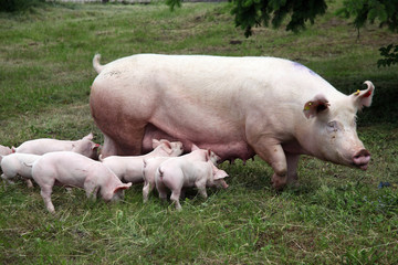 Little pigs eating milk from mother on meadow