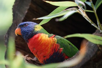 Gebirgslori / Allfarblori / Regenbogenlori
