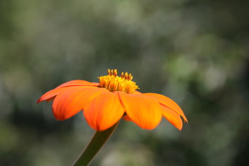 zinnia