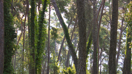 Sunset in green forest