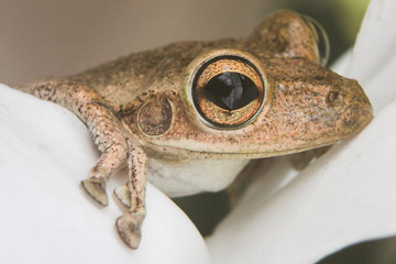 Nocturnal frog on an orchid