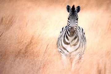 Fotobehang zebra running thru tall grass in South Africa © stanley