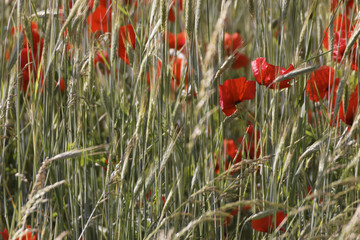 Fototapeta premium Klatschmohn im Feld
