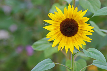 yellow sunflower in a field