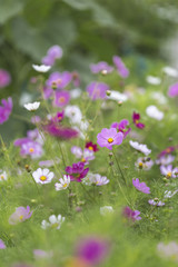 Obraz na płótnie Canvas Cosmos Bipinnatus Garten-Sommerblumen in rosa, lila und weiß