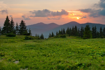 Srpuce and pine trees on a lush green meadow against mountain tops covered with several clouds at sunset. Warm summer evening. Marmarosh range, Carpathian mountains, Ukraine