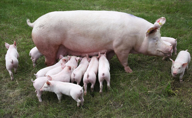 Little pigs breast-feeding closeup at animal farm rural scene summertime