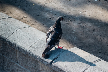 Gray pigeon resting on a street