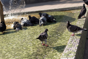 Pigeons playing and resting in a fountain on a warm summer afternoon
