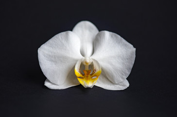 Flower of white orchid isolated on black background
