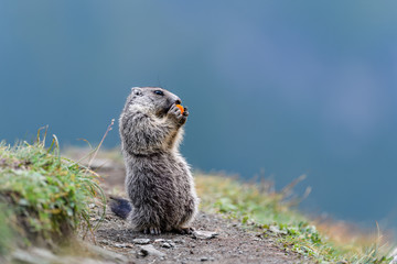 Marmota