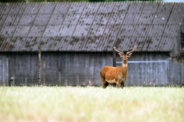 Red deer stag with antlers in velvet at deer farm.