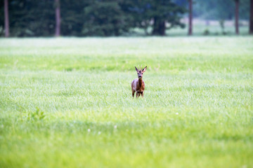 Roe deer buck in meadow looking towards camera.
