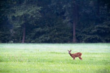 Roe deer buck feeding from grass in meadow.