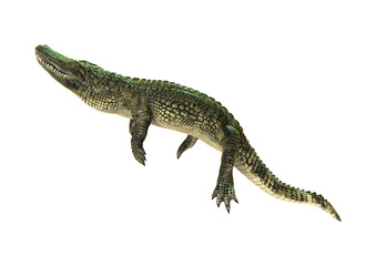 Naklejka premium 3D Rendering American Alligator on White