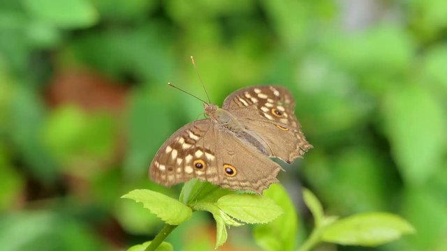 Lemon Pansy butterfly (Junonia lemonias) on leaves in tropical rain forest.