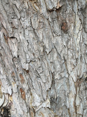Old wood tree background texture Pattern