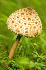 Parasolpilz, junger Pilz