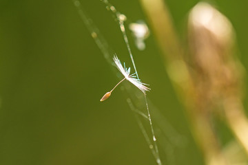Samen hängt im Netz