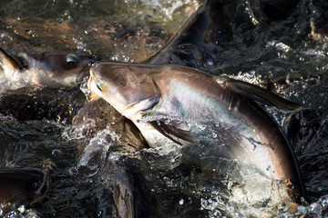 Amazing hungry fishes in the river