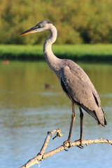 Ecosistema de Doñana