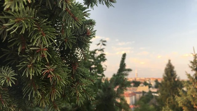 Detail of a tree in the wind with Prague cityscape in the background