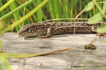 Lizard sitting on log.