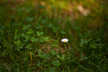 Flower in the grass