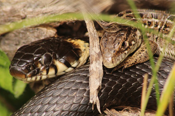 Lizard and snake