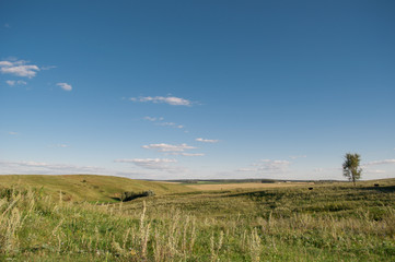 Fototapeta na wymiar Meadow, green grass and blue sky, horizon