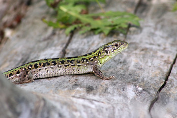 Lizard sitting on log.