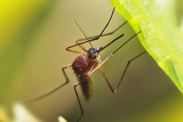 Mosquito