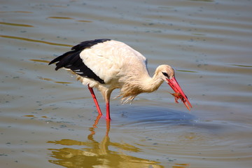 Ecosistema de Doñana