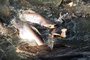 Amazing hungry fishes in the river